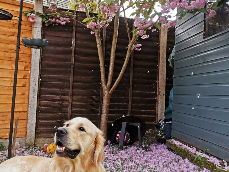 Golden Retriever for stud