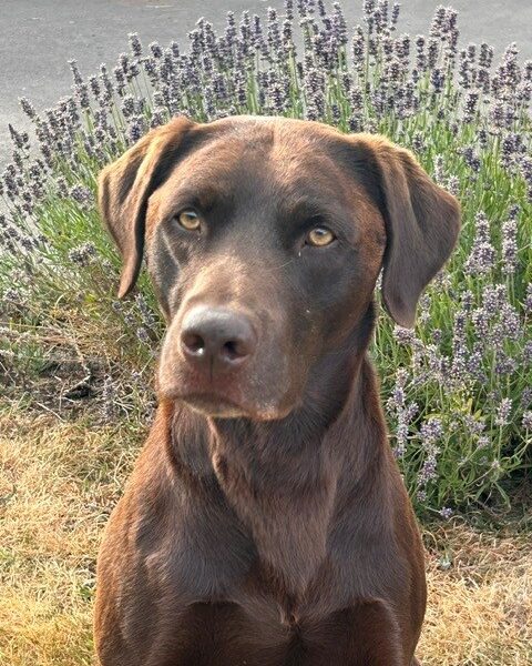 Chocolate Labrador