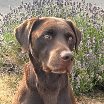 Chocolate Labrador