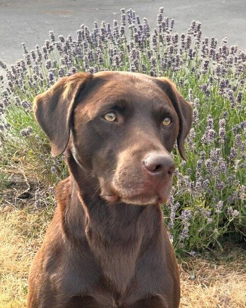 Chocolate Labrador