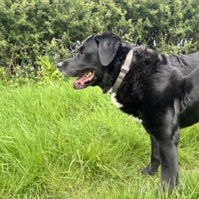 Monty the Labernese