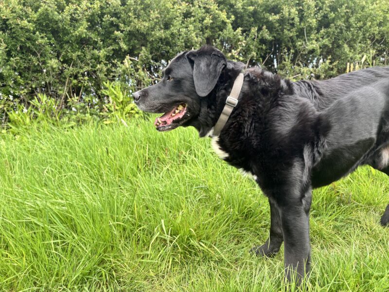 Monty the Labernese