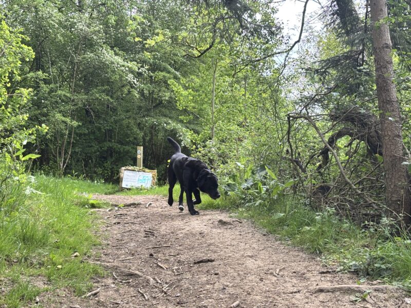 Monty the Labernese