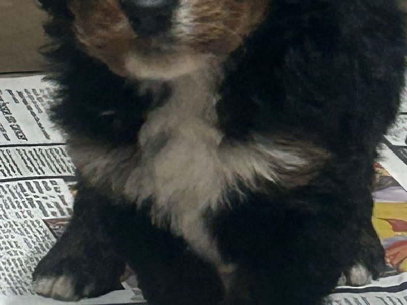 Walter