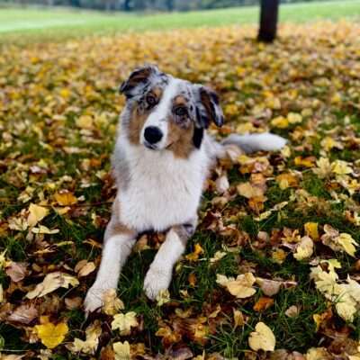 Australian shepherd Stud