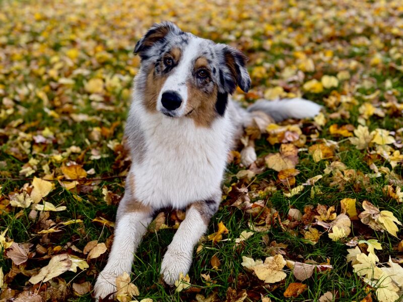 Australian shepherd Stud