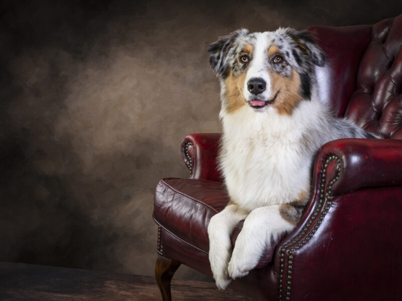 Australian shepherd Stud