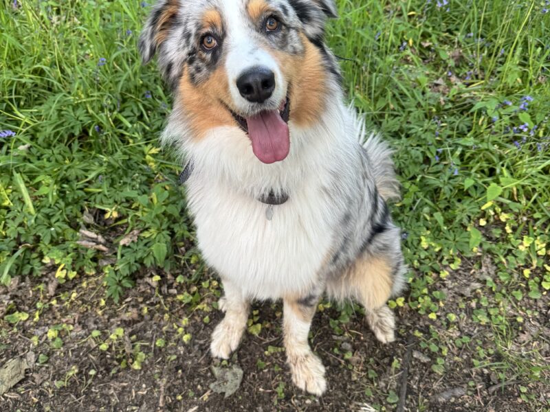 Australian shepherd Stud