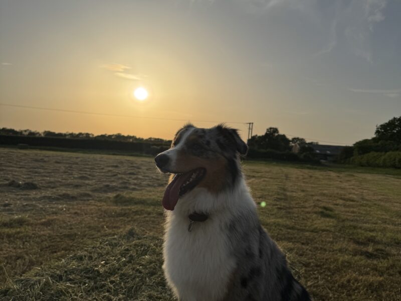 Australian shepherd Stud