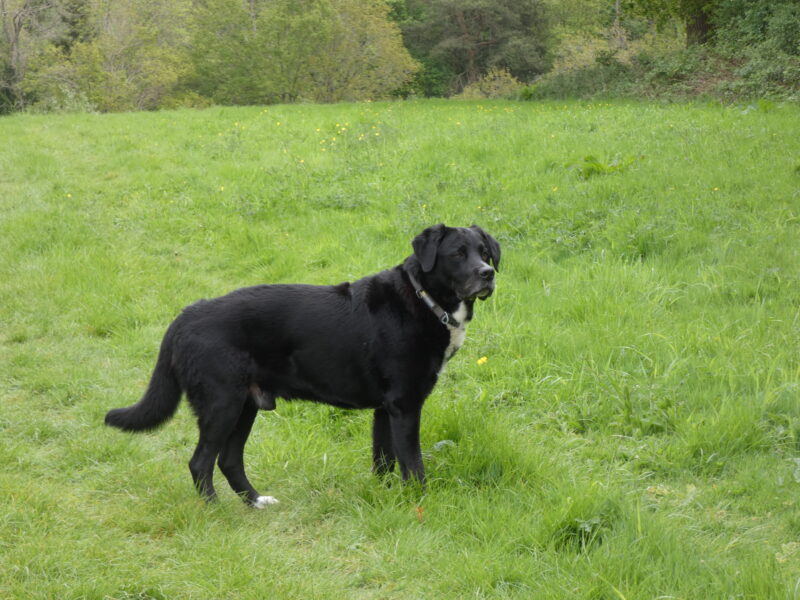 Monty the Labernese