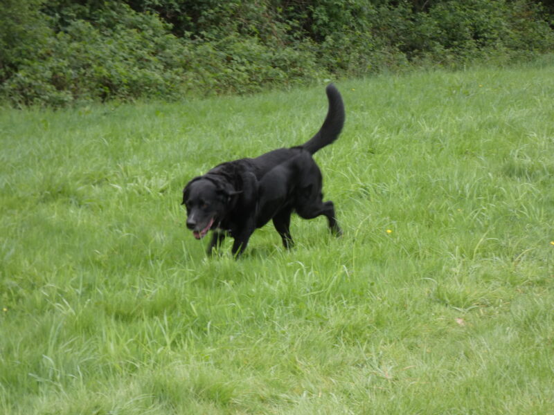 Monty the Labernese