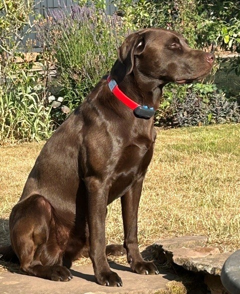 Chocolate Labrador