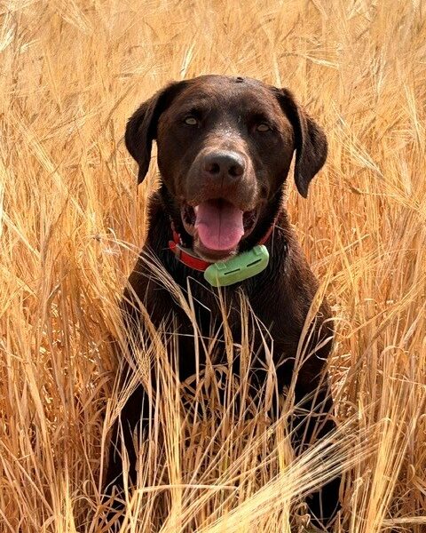 Chocolate Labrador
