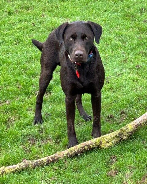 Chocolate Labrador