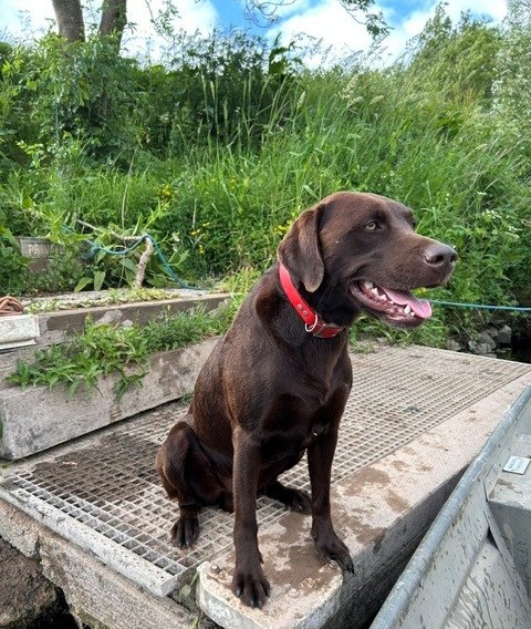 Chocolate Labrador
