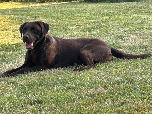 Chocolate Labrador