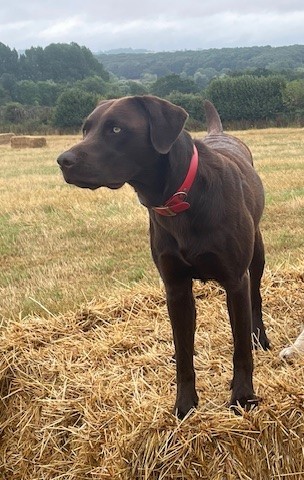 Chocolate Labrador