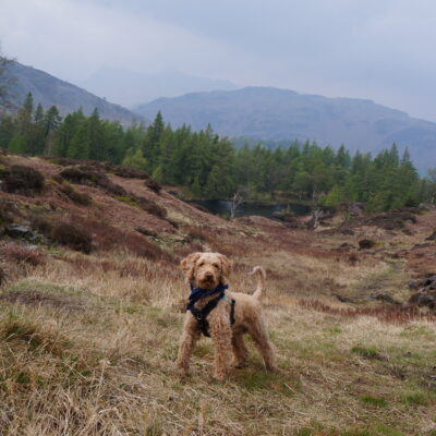 Great tempered Red Miniature Poodle available to Stud