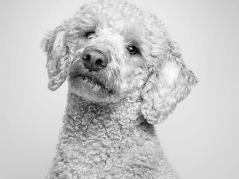 Great tempered Red Miniature Poodle available to Stud