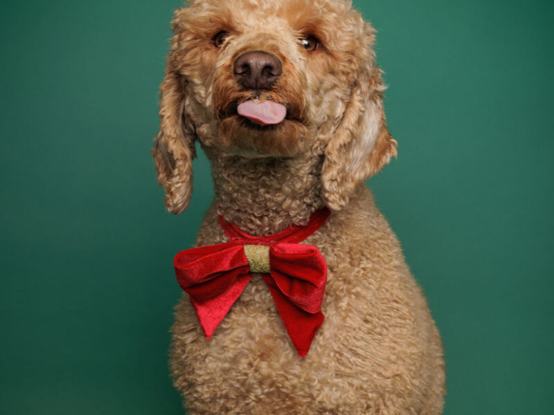 Great tempered Red Miniature Poodle available to Stud