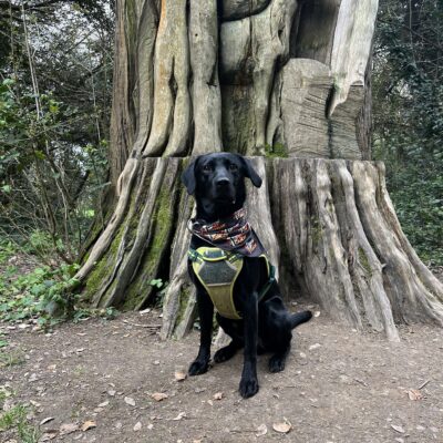Pedigree Black Labrador