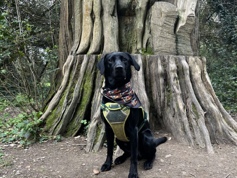 Pedigree Black Labrador