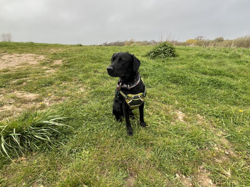 Pedigree Black Labrador