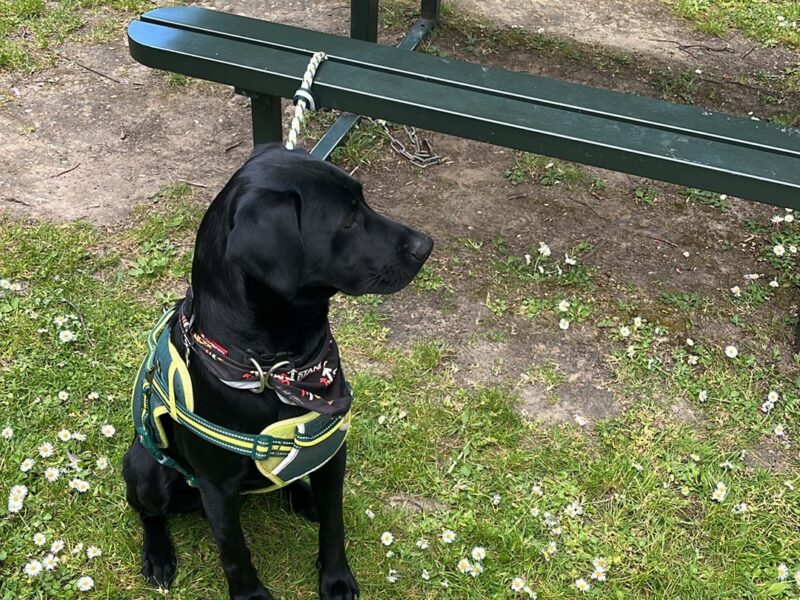 Pedigree Black Labrador