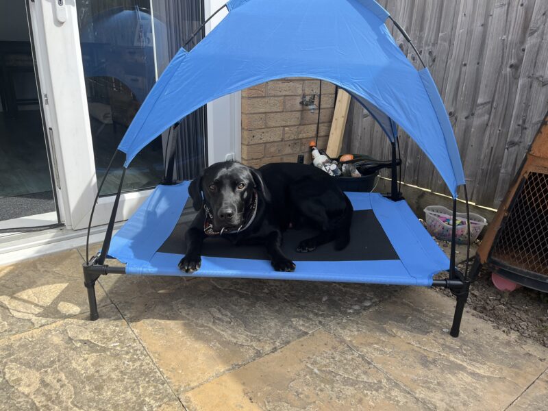 Pedigree Black Labrador