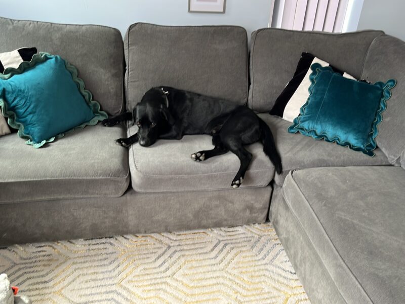 Pedigree Black Labrador