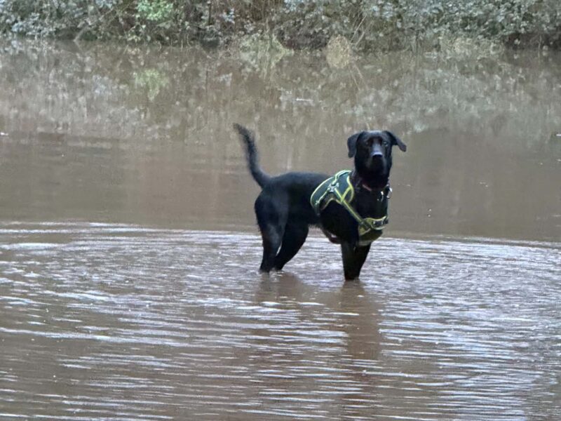 Pedigree Black Labrador