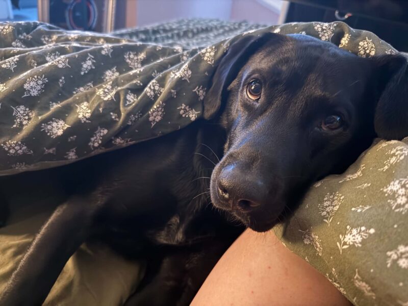 Pedigree Black Labrador