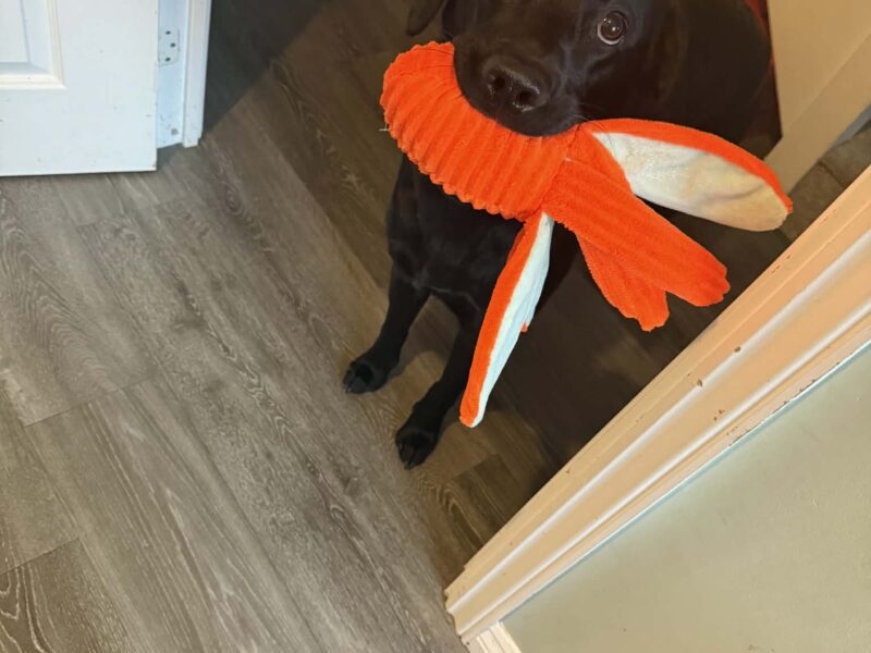 Pedigree Black Labrador