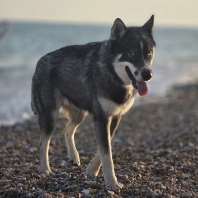 Mr Maximus
