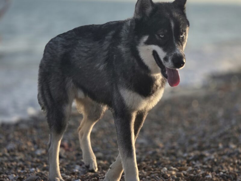 Mr Maximus
