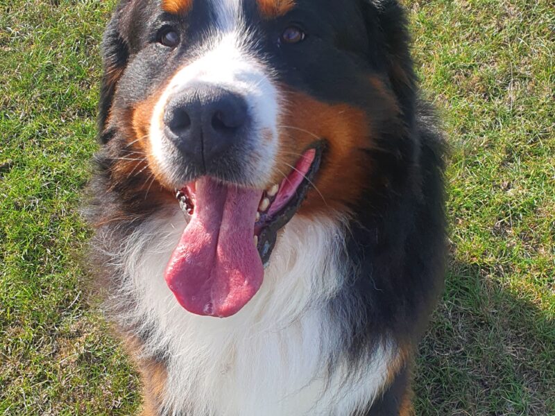 Bernese mountain dog