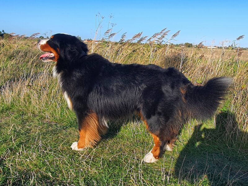 Bernese mountain dog