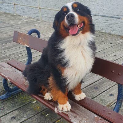Bernese mountain dog
