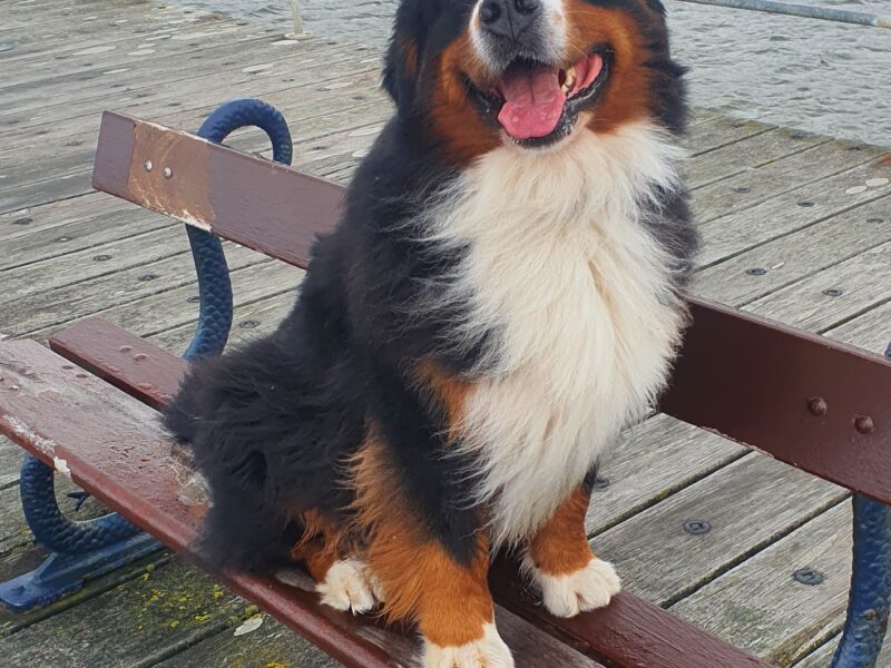 Bernese mountain dog