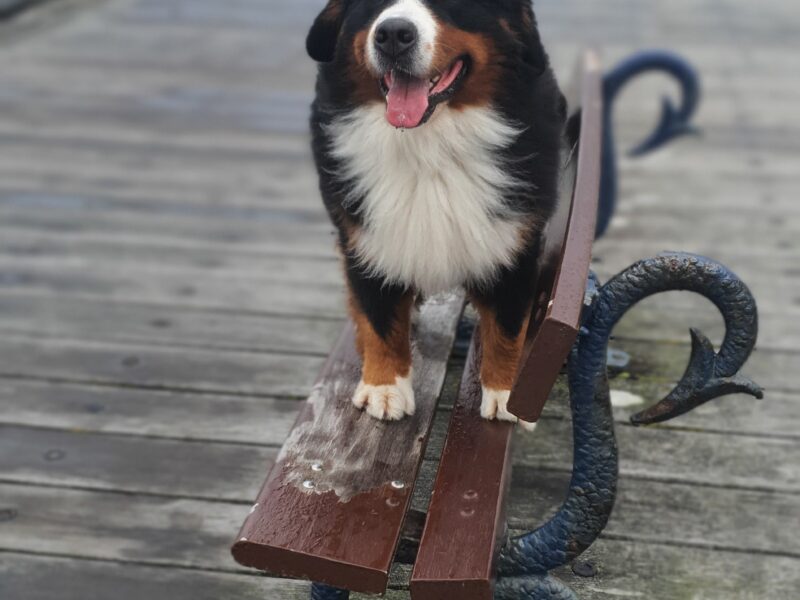 Bernese mountain dog