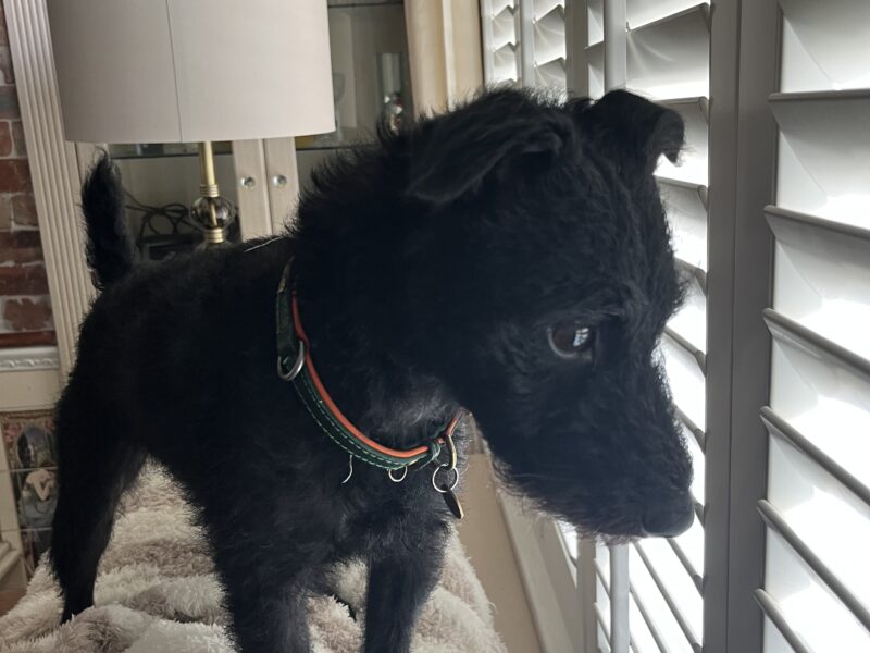 Patterdale Terrier