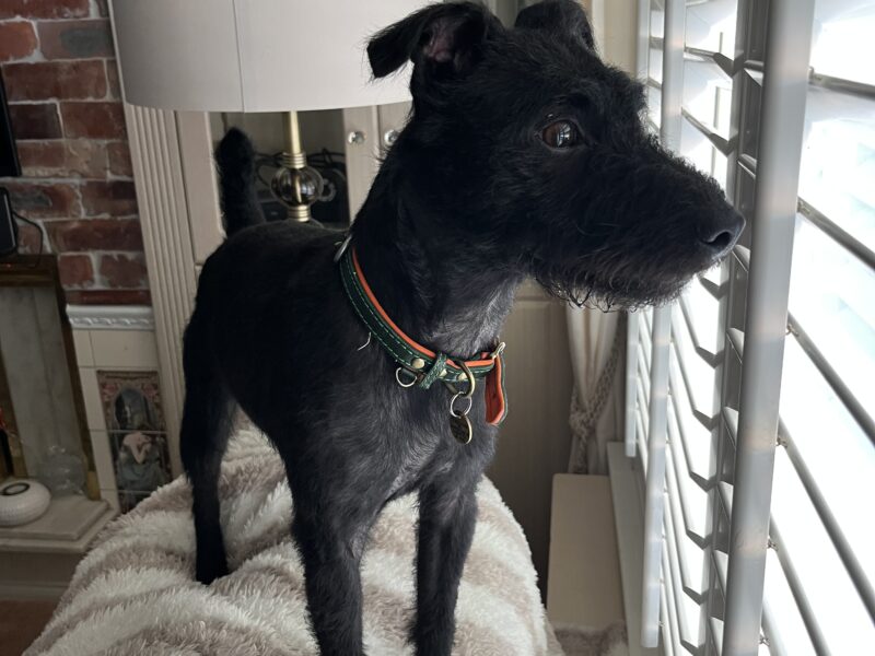 Patterdale Terrier