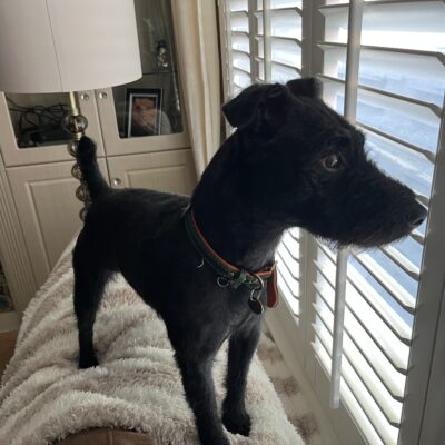 Patterdale Terrier