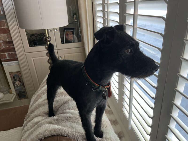 Patterdale Terrier