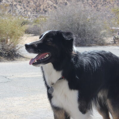 Border Collie Stud Dog