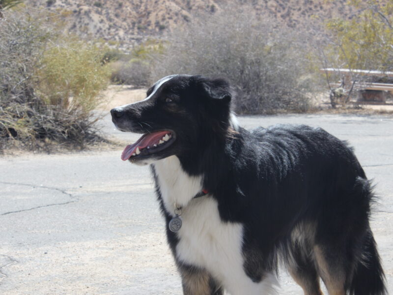 Border Collie Stud Dog
