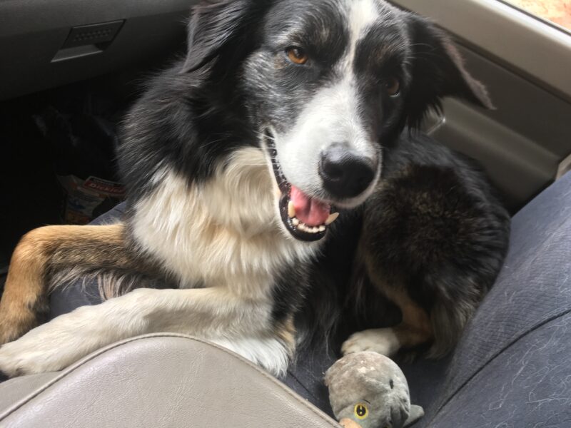 Border Collie Stud Dog