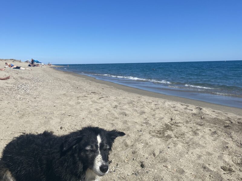 Border Collie Stud Dog