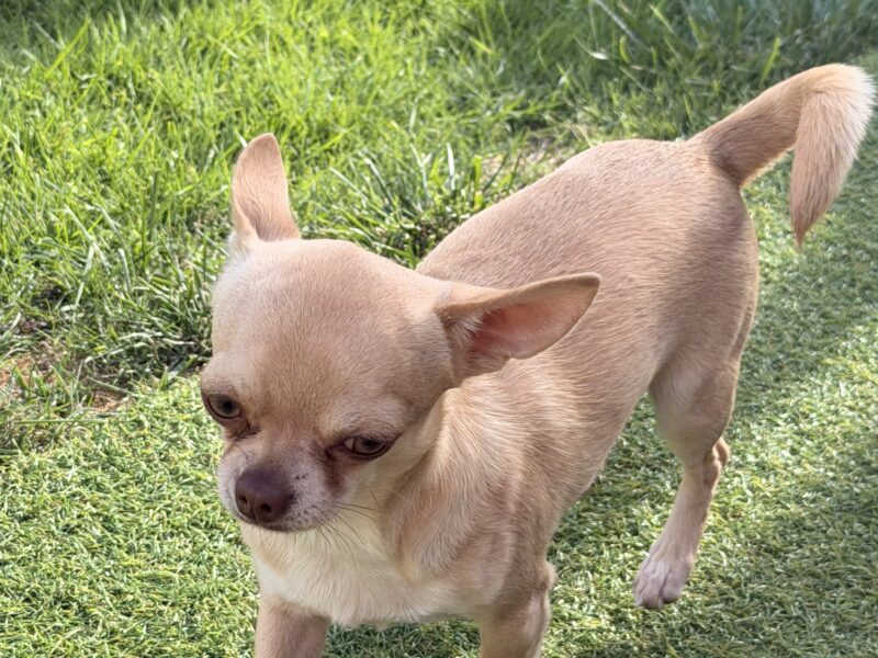 Chihuahua Stud Dog