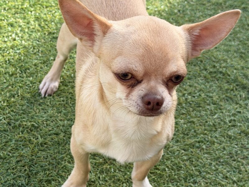 Chihuahua Stud Dog
